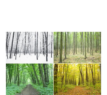 En el bosque caducifolio las cuatro estaciones están bien diferenciadas.